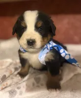 AKC Vinnie, a male Bernese Mountain Dog for sale in Athens, WI – 9 of 10