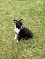 Rex, a male Boston Terrier for sale in Athens, WI – 5 of 10