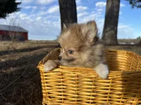 Blaise, a male Pomeranian for sale in Athens, WI – Photo 7 of 9