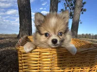 Blaise, a male Pomeranian for sale in Athens, WI – Photo 4 of 9