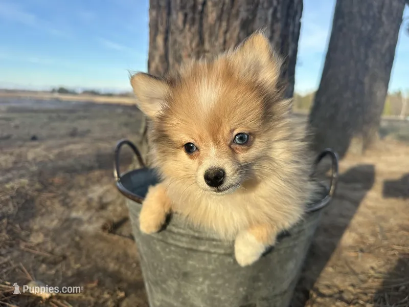 Blaise – Pomeranian puppy for sale in Athens, WI