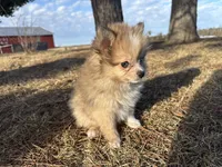 Blaise, a male Pomeranian for sale in Athens, WI – Photo 9 of 9