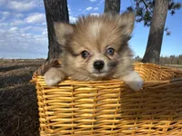 Blaise, a male Pomeranian for sale in Athens, WI – Photo 1 of 9