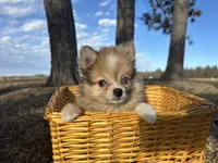 Blaise, a male Pomeranian for sale in Athens, WI – Photo 2 of 9