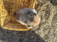 Blaise, a male Pomeranian for sale in Athens, WI – Photo 6 of 9