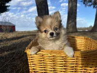 Blaise, a male Pomeranian for sale in Athens, WI – Photo 8 of 9