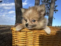 Blaise, a male Pomeranian for sale in Athens, WI – Photo 5 of 9