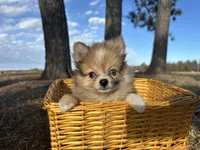 Blaise, a male Pomeranian for sale in Athens, WI – Photo 3 of 9