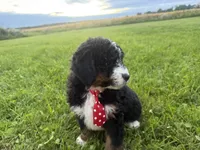 Stone, a male Bernedoodle for sale in Athens, WI – 3 of 10