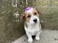 Crystal, a female Border Collie and Pembroke Welsh Corgi for sale in Athens, WI – Photo 4 of 10