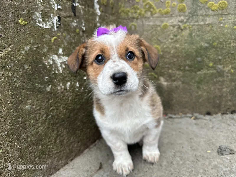 Crystal – Border Collie, Pembroke Welsh Corgi puppy for sale in Athens, WI