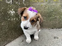 Crystal, a female Border Collie and Pembroke Welsh Corgi for sale in Athens, WI – Photo 2 of 10