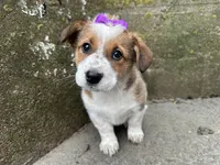 Crystal, a female Border Collie and Pembroke Welsh Corgi for sale in Athens, WI – Photo 6 of 10