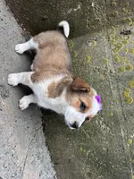 Crystal, a female Border Collie and Pembroke Welsh Corgi for sale in Athens, WI – Photo 8 of 10