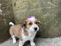 Crystal, a female Border Collie and Pembroke Welsh Corgi for sale in Athens, WI – Photo 9 of 10