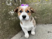 Crystal, a female Border Collie and Pembroke Welsh Corgi for sale in Athens, WI – Photo 3 of 10
