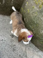 Crystal, a female Border Collie and Pembroke Welsh Corgi for sale in Athens, WI – Photo 10 of 10