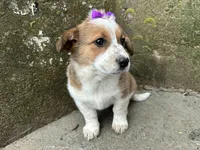 Crystal, a female Border Collie and Pembroke Welsh Corgi for sale in Athens, WI – Photo 7 of 10