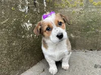 Crystal, a female Border Collie and Pembroke Welsh Corgi for sale in Athens, WI – Photo 5 of 10