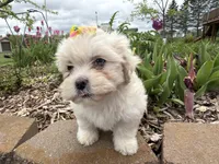 Lynn, a female Poodle - Miniature  and Mal Shi for sale in Athens, WI – 5 of 10