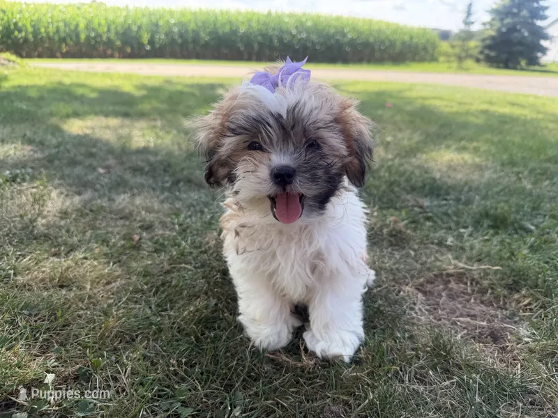 Jane – Bichon Frise, Shih Tzu puppy for sale in Athens, WI