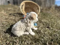 Denny, a male Miniature Bernedoodle for sale in Athens, WI – Photo 5 of 10