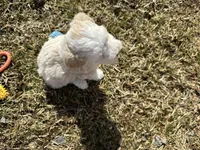 Denny, a male Miniature Bernedoodle for sale in Athens, WI – Photo 9 of 10