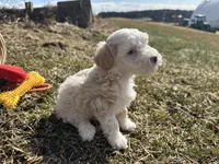 Denny, a male Miniature Bernedoodle for sale in Athens, WI – Photo 6 of 10