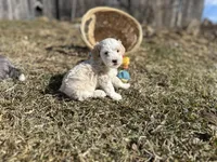 Denny, a male Miniature Bernedoodle for sale in Athens, WI – Photo 4 of 10