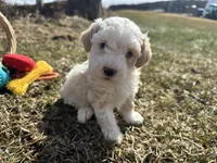 Denny, a male Miniature Bernedoodle for sale in Athens, WI – Photo 3 of 10