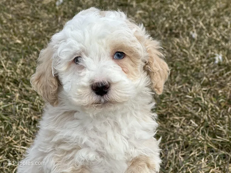 Denny – Miniature Bernedoodle puppy for sale in Athens, WI