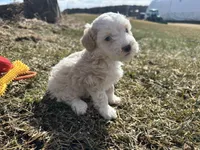 Denny, a male Miniature Bernedoodle for sale in Athens, WI – Photo 8 of 10