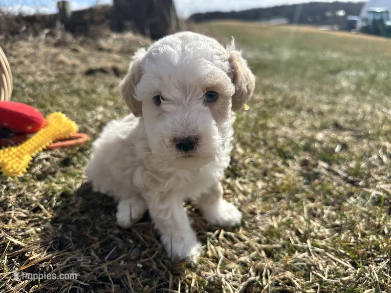 Denny – Miniature Bernedoodle puppy for sale in Athens, WI
