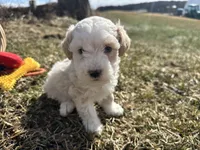 Denny, a male Miniature Bernedoodle for sale in Athens, WI – Photo 1 of 10