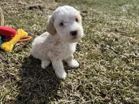 Denny, a male Miniature Bernedoodle for sale in Athens, WI – Photo 10 of 10