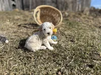 Denny, a male Miniature Bernedoodle for sale in Athens, WI – Photo 7 of 10