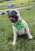 AKC AIDEN, a male Pug for sale in Athens, WI – 3 of 10