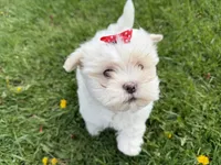 Lexi, a female Poodle - Miniature  and Mal Shi for sale in Athens, WI – 10 of 10