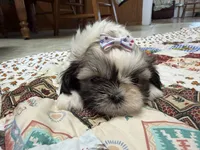 Stars, a female Shih Tzu for sale in Athens, WI – 7 of 10