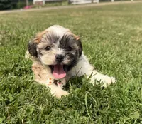 Browny, a male Bichon Frise and Shih Tzu for sale in Athens, WI – 1 of 10
