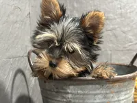 Ty, a male Yorkshire Terrier for sale in Athens, WI – Photo 4 of 10
