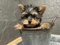 Ty, a male Yorkshire Terrier for sale in Athens, WI – Photo 6 of 10