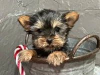 Ty, a male Yorkshire Terrier for sale in Athens, WI – Photo 8 of 10