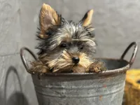 Ty, a male Yorkshire Terrier for sale in Athens, WI – Photo 2 of 10
