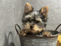 Ty, a male Yorkshire Terrier for sale in Athens, WI – Photo 1 of 10