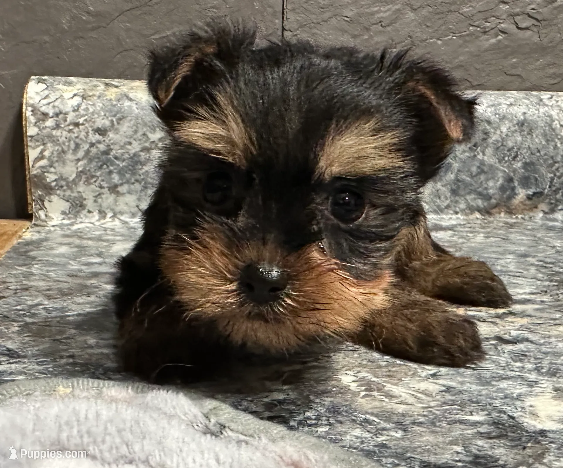 Ty, a male Yorkshire Terrier for sale in Athens, WI – Photo 10 of 10