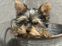 Ty, a male Yorkshire Terrier for sale in Athens, WI – Photo 3 of 10