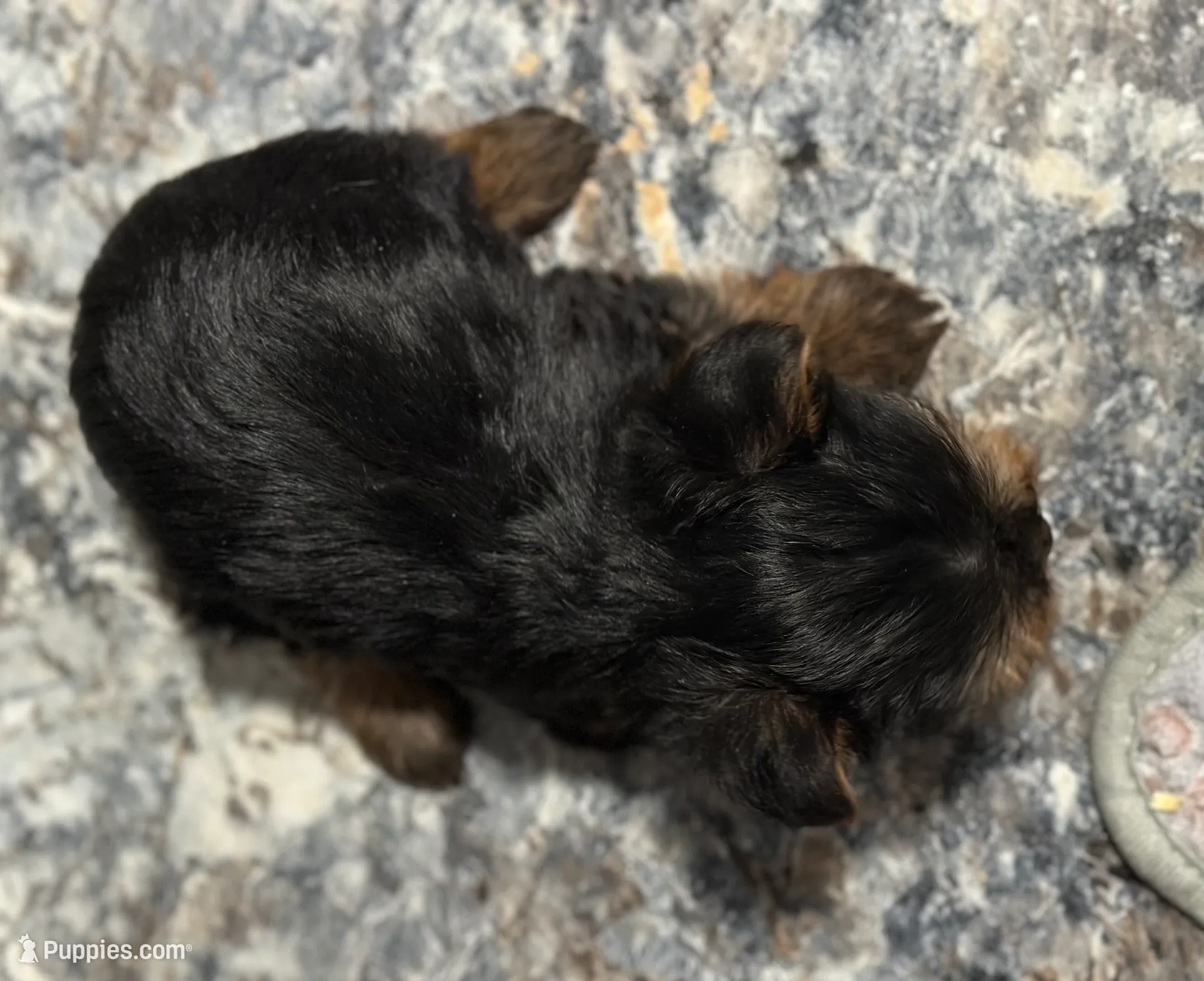 Ty, a male Yorkshire Terrier for sale in Athens, WI – Photo 9 of 10