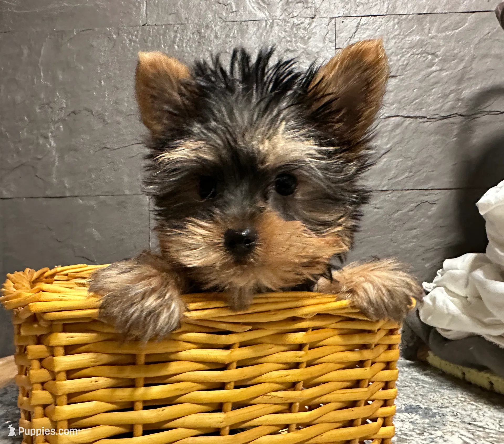 Ty, a male Yorkshire Terrier for sale in Athens, WI – Photo 5 of 10