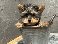 Ty, a male Yorkshire Terrier for sale in Athens, WI – Photo 7 of 10